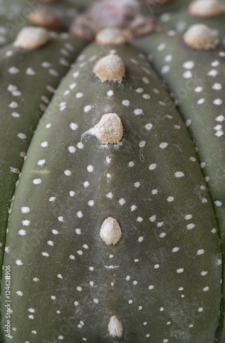 Obraz na płótnie Close-up view of Astrophytum asterias (Kabuto cactus) in detailed. Makes the shape of the tree (form) look like a star, Cactus flower, Succulent Plant, use it as your Space for text, Design, Wallpaper w salonie
