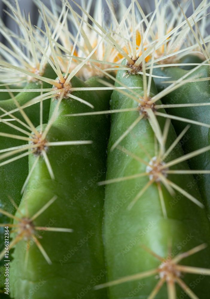 Close-up view of Ferocactus echidne in detailed with sharp white prickles. Prickly green Parodia polyacantha cactus or Parodia langsdorffii plant, Cactus flower, Succulent Plant, use it as your Space.