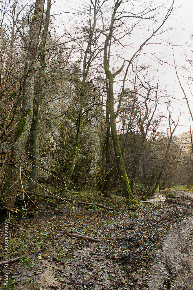 Autumn scenery forest with fallen trees, a rock and a forest stream. Late autumn in the forest