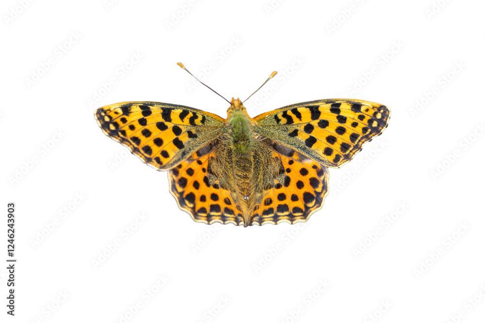 orange butterfly Argynnis paphia isolated on white
