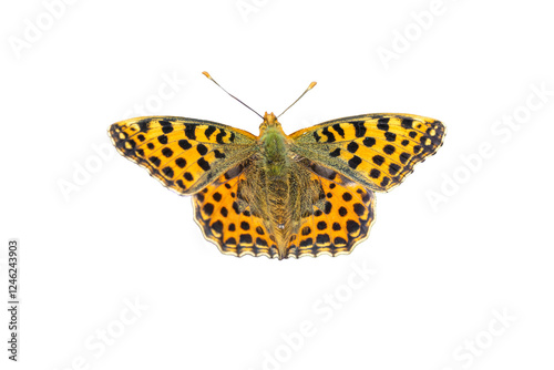Obraz na płótnie orange butterfly Argynnis paphia isolated on white w salonie
