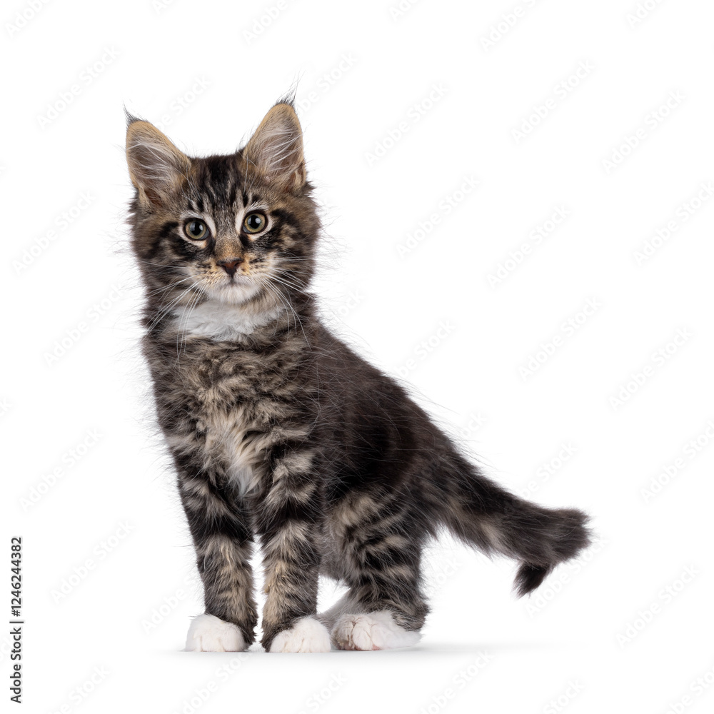 Obraz premium Charismatic black tabby Maine Coon cat kitten, standing facing front. Looking curious towards camera. Isolated on a white background.