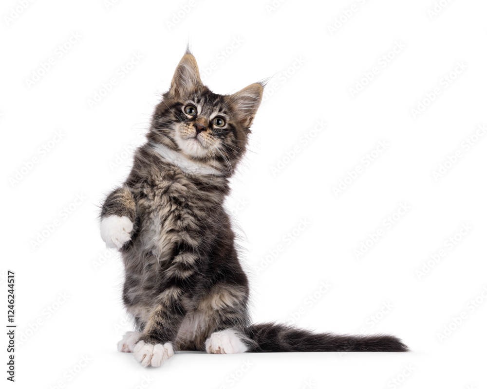 Fototapeta premium Charismatic black tabby Maine Coon cat kitten, sitting up facing front with one paw payful in air. Looking curious above camera. Isolated on a white background.