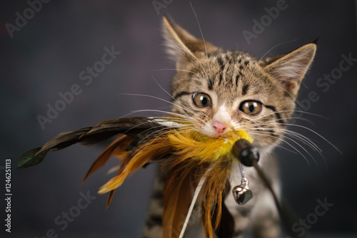 A kitten holds a toy in its teeth. Close-up, feathers, bell