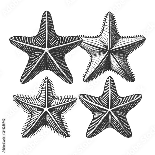 Starfish Set engraving sketch vector illustration