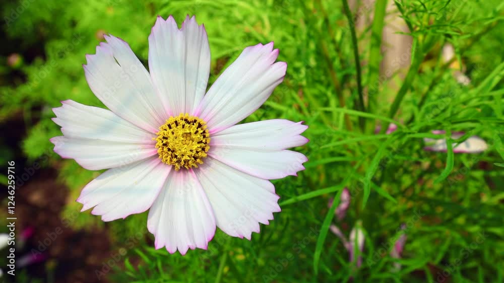 Cosmos flowers are blown by the wind. Cosmos flowers are blown by the wind.