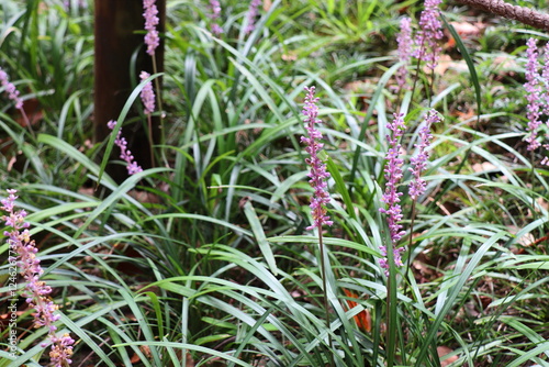 日本庭園に植えられたヤブランの花 photo