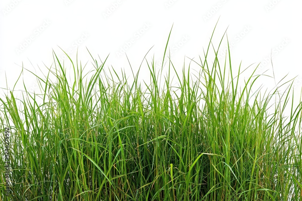 Lush green grass isolated on white background Lush green grass isolated on white background