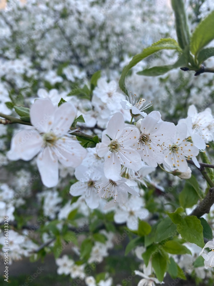 Obraz premium apple tree blossom
