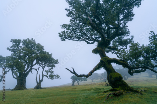 Foggy conditions in the laurissilva forest of Madeira, Portugal photo