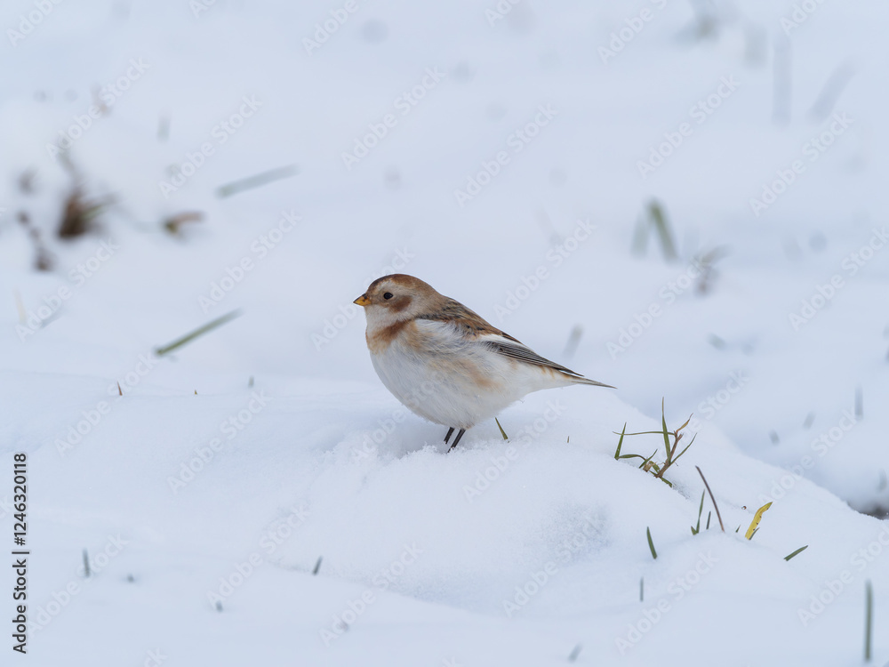 Schneeammer Schneeammer