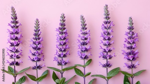 Vibrant lavender flowers arranged symmetrically against a soft pink background, showcasing beauty