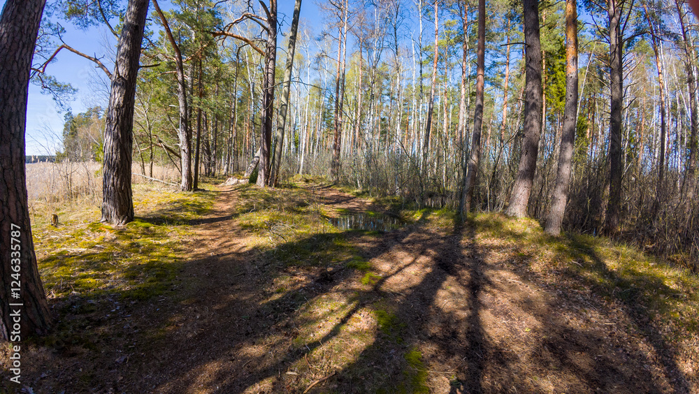 Serene Forest Path with Sunlight and Shadows Serene Forest Path with Sunlight and Shadows