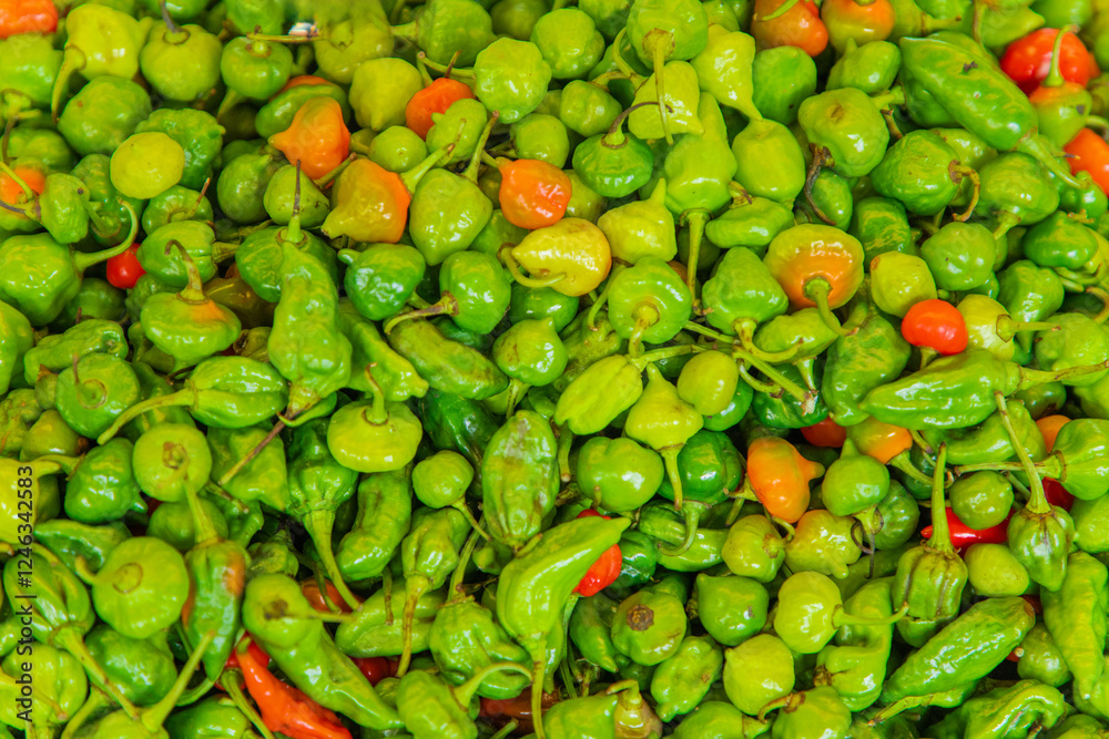 many habanero pepper green in groups. Capsium chinense many habanero pepper green in groups. Capsium chinense