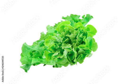 fresh green oak isolated on transparent png