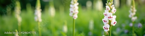 Tall white flowers with tubular shape and red spots, plant, garden photo