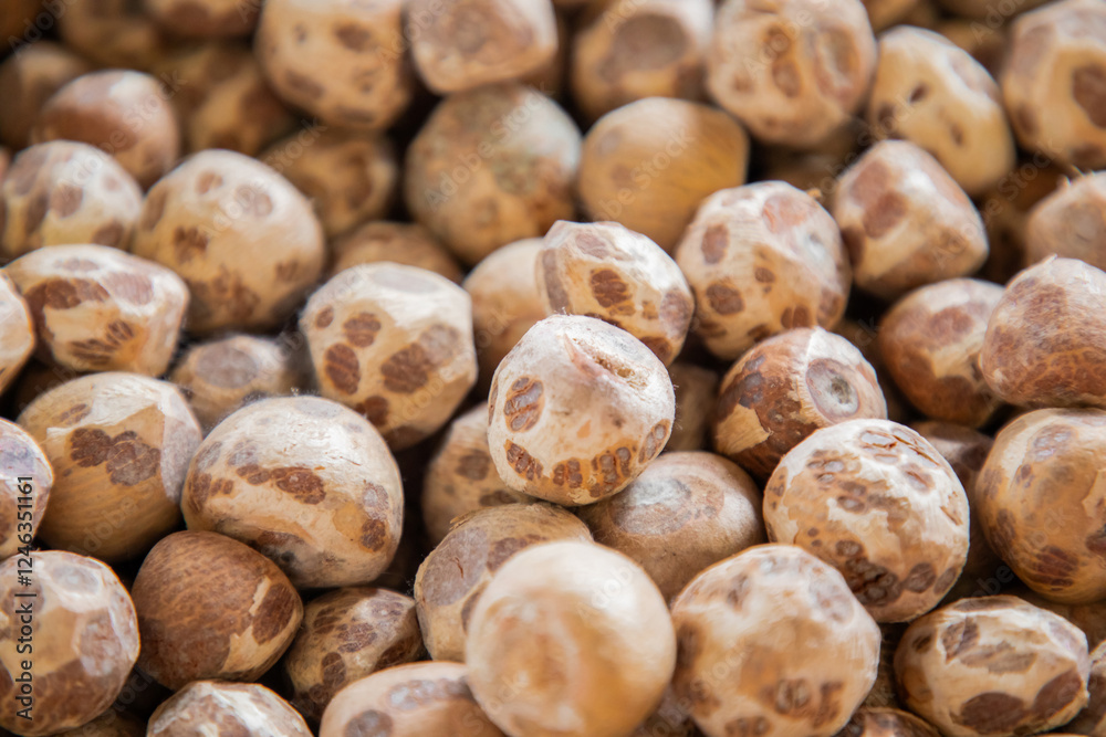 lot Dried Betel Nut, Areca Nut, Areca catechu Background lot Dried Betel Nut, Areca Nut, Areca catechu Background