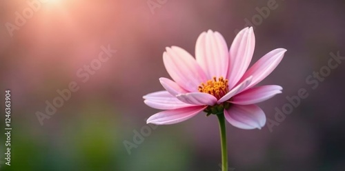 A solitary white flower showcases its delicate pink hues, pink, floral, naturegarden photo