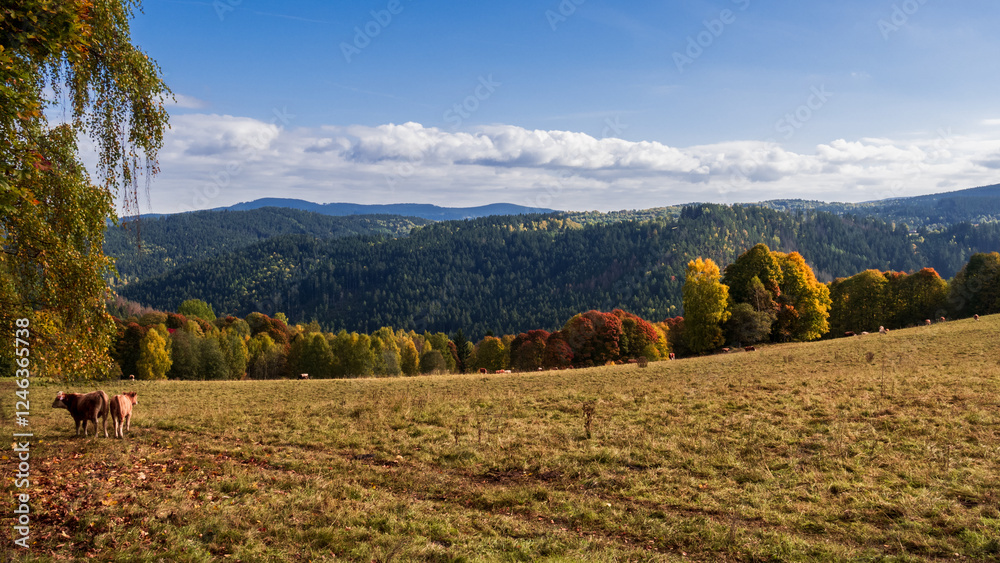 Idyllic countryside during autumn with cows and pasture and colorful leaves with Sumava mountains on horizon evokes last sunny warm days before the winter and farming in the czech nature Czechia Idyllic countryside during autumn with cows and pasture and colorful leaves with Sumava mountains on horizon evokes last sunny warm days before the winter and farming in the czech nature Czechia