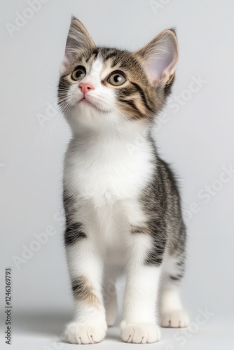 A playful kitten stands upright, showcasing its soft fur and curious expression, embodying the charm and innocence of young cats.