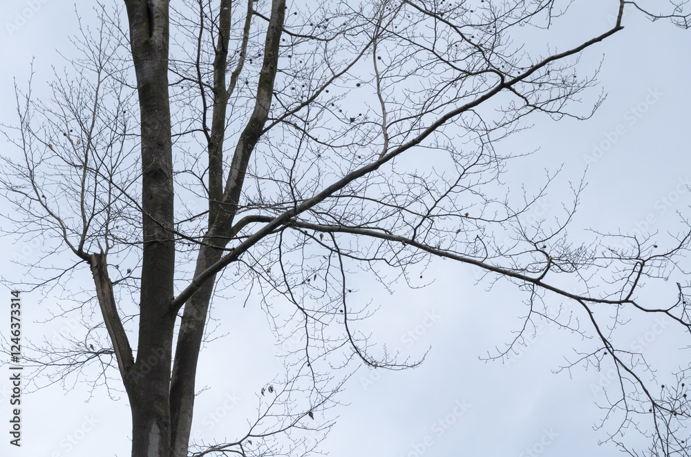 Tree silhouette with bare branches and twigs in a forest against bright sky during winter season, natural abstract trees woodland background Tree silhouette with bare branches and twigs in a forest against bright sky during winter season, natural abstract trees woodland background