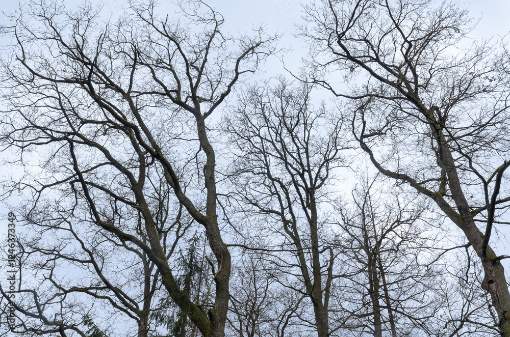 Tree silhouette with bare branches and twigs in a forest against bright sky during winter season, natural abstract trees woodland background Tree silhouette with bare branches and twigs in a forest against bright sky during winter season, natural abstract trees woodland background