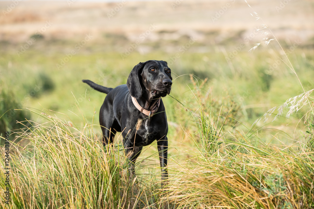 Happy black hunting dog running outside Happy black hunting dog running outside