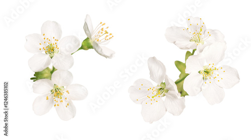 Delicate white apple tree flowers during spring blooming isolated on transparent background #1246385102