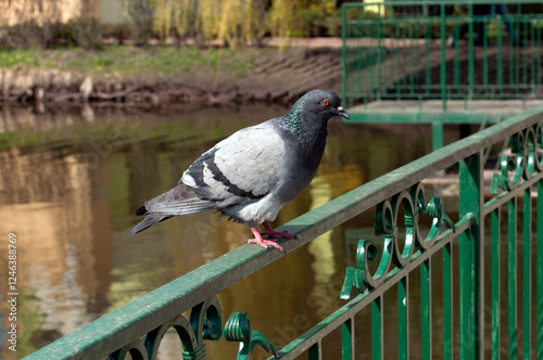 A pigeon sits on a green fence in a park on a sunny day.