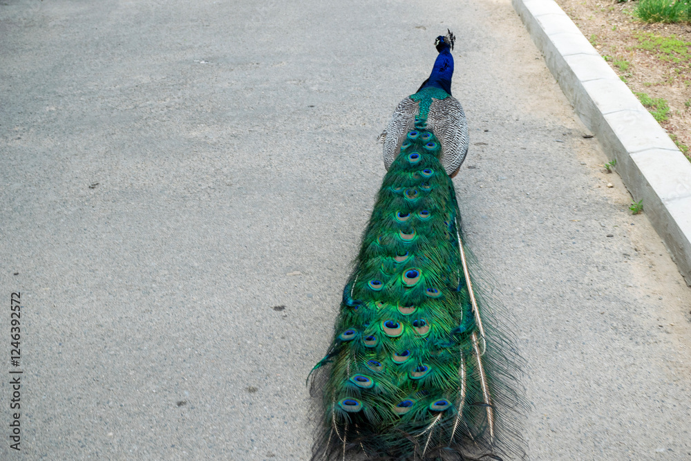Fototapeta premium A bright male peacock walks along the road with its tail folded.