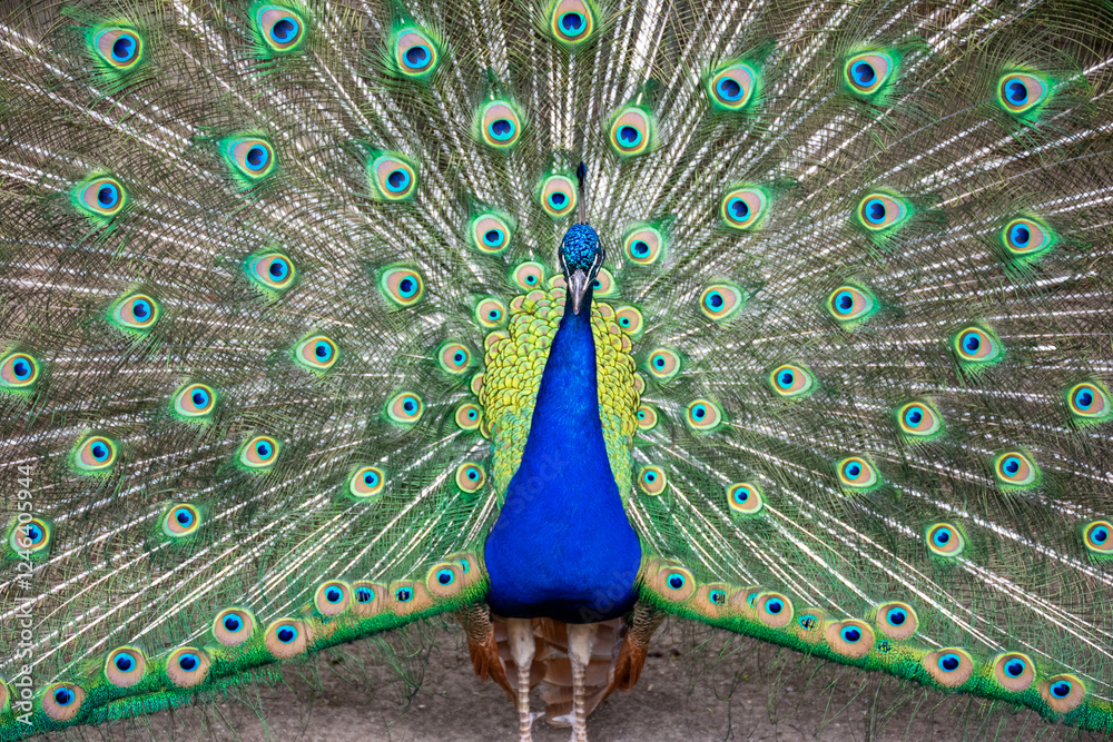Naklejka premium A bright male peacock spreads his beautiful tail like a fan.