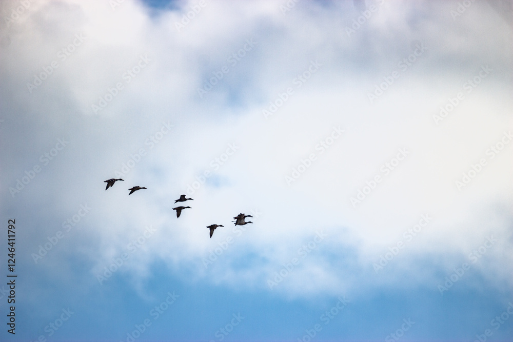 Obraz premium Ducks in flight in spring