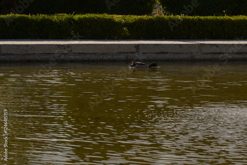 Pato en el estanque photo
