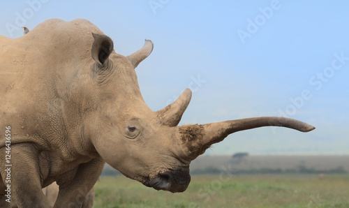 closeup portrait of southern white rhino with long horn and a yellow billed oxpecker on its back in the wild plains of solio game reserve, kenya photo