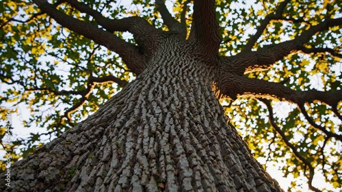 View from below a majestic oak tree in the golden hour of sunset highlighting its detailed bark and sprawling branches