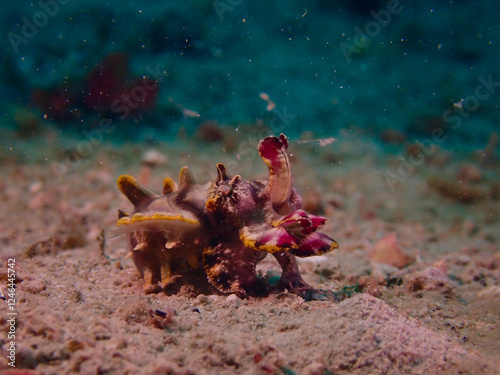Metasepia pfefferi, also known as the flamboyant cuttlefish. Flamboyant cuttlefish on the seabed underwater. The cuttlefish moves along the sandy bottom. photo