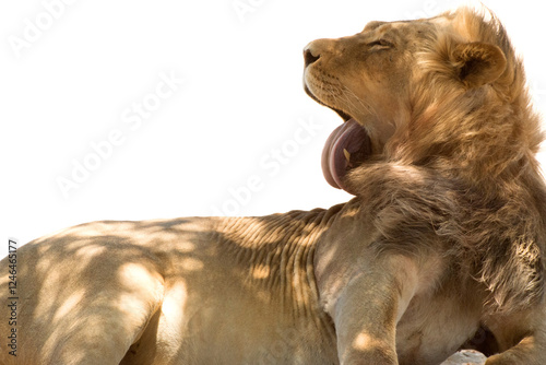 Lion licks his fur on overexposed white background and looks like he's on a photoshoot