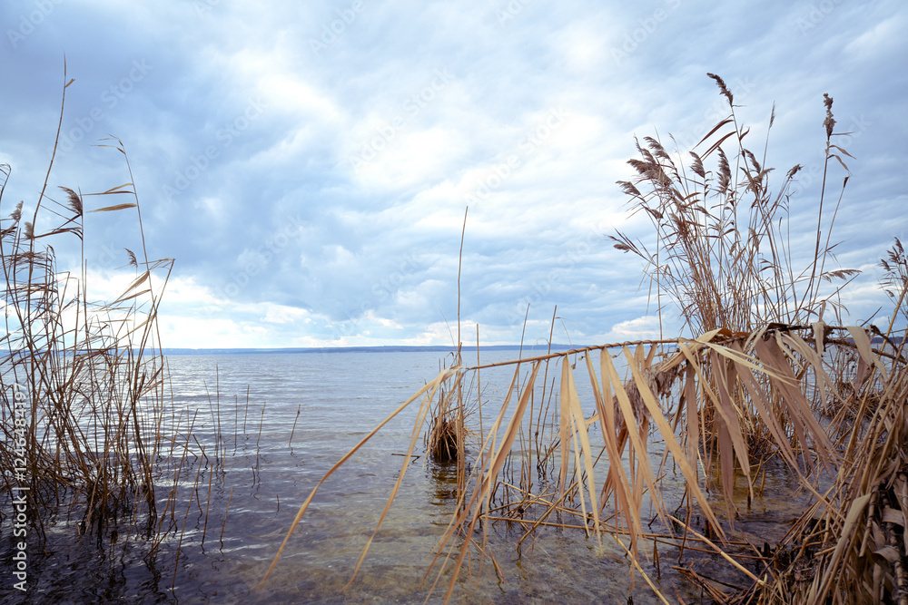 Winter Reed on the Dnipro River in February near Kamianske, Ukraine Winter Reed on the Dnipro River in February near Kamianske, Ukraine