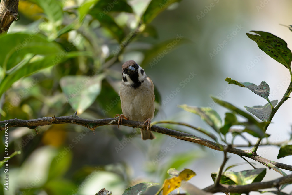 Sparrow on the branch 