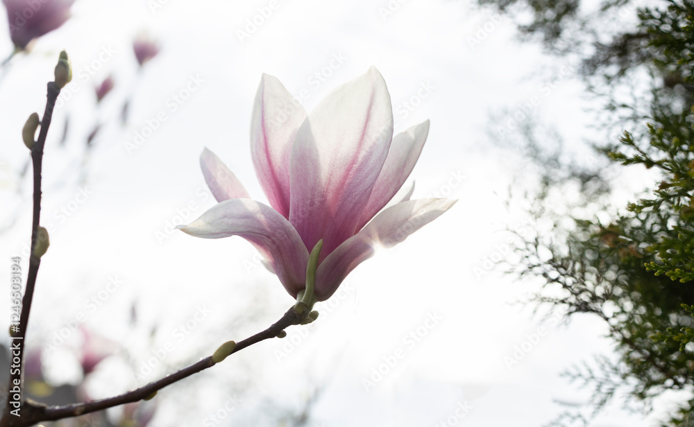 Fototapeta premium spring magnolia flower, natural delicate elegant flower, symbol of spring. magnolia, in the garden or park. flowering season, springtime.
