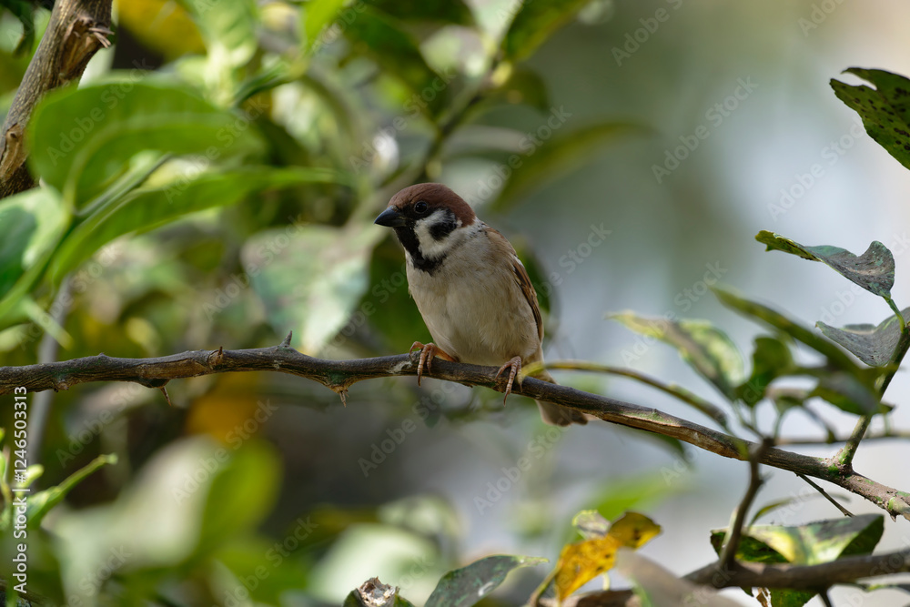 Sparrow on the branch Sparrow on the branch