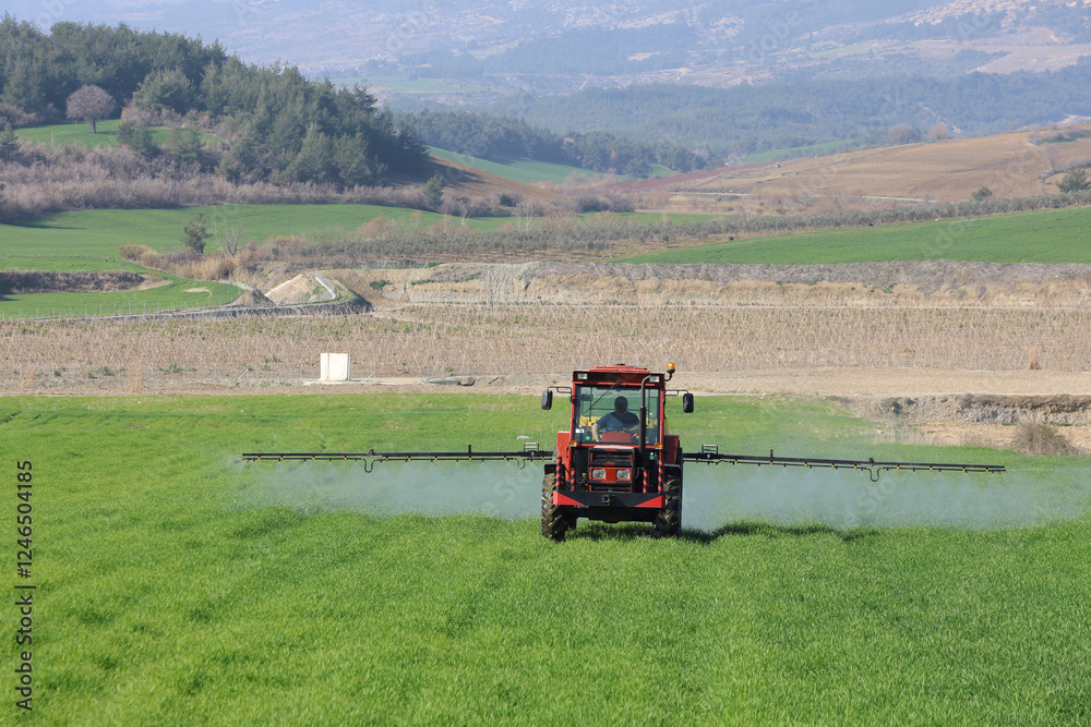 Fototapeta premium a farmer applying fungicide to protect the wheat crop from bunt disease