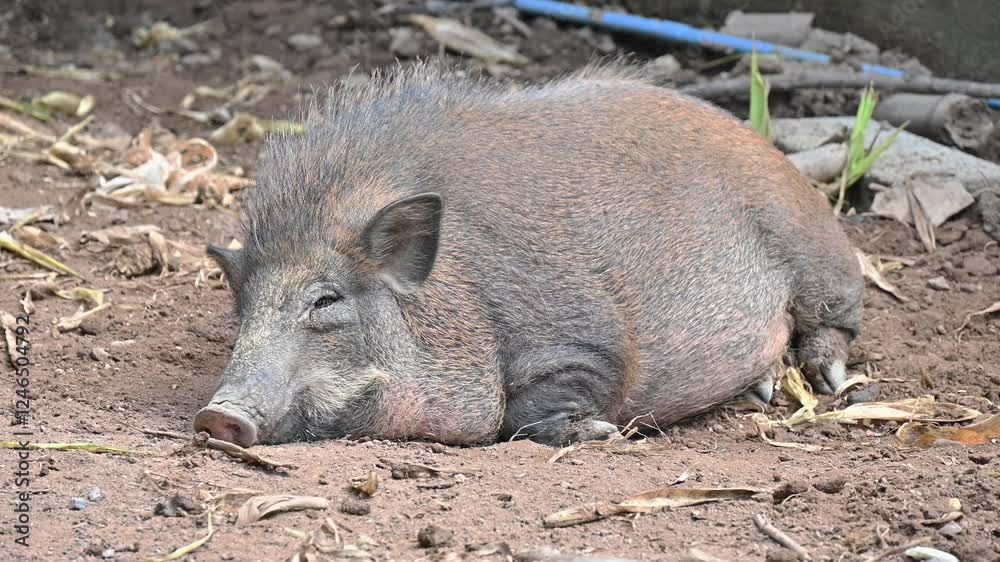 A Wild Boar sleeping on the ground in farm. Wild boars which live in warm areas will give birth to their piglets in spring. A Wild Boar sleeping on the ground in farm. Wild boars which live in warm areas will give birth to their piglets in spring.