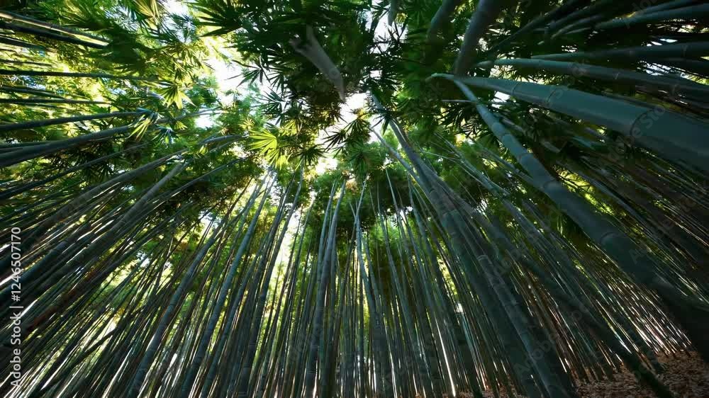 Explore a serene bamboo forest under a bright sky with sunlight filtering through vibrant green leaves Explore a serene bamboo forest under a bright sky with sunlight filtering through vibrant green leaves