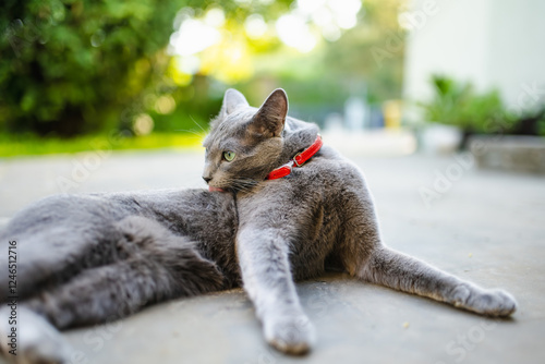 Young playful Russian Blue cat relaxing in the backyard. Gorgeous blue-gray cat with green eyes having fun outdoors in a garden.