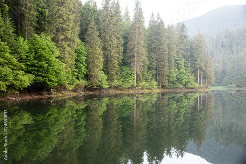 Majestic fir trees are reflected in the lake Synevyr. Forest and mountain are reflected in the water.