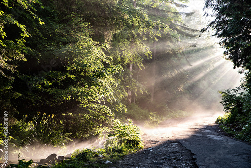 Rays of light shine through the trees on a forest path. A miracle of nature.
