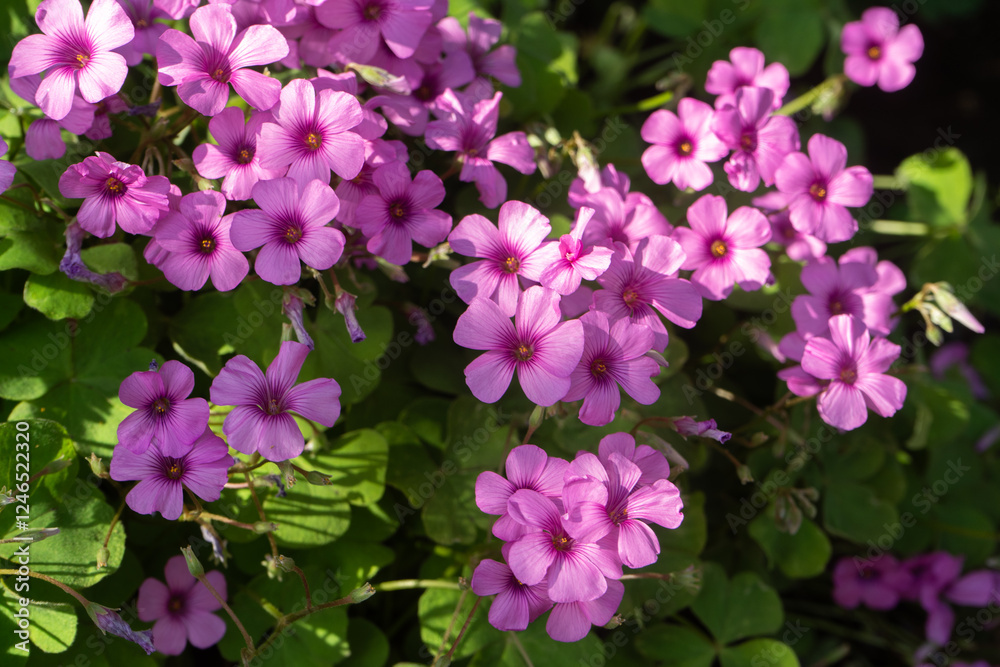 秋の日差しを受けるイモカタバミの花 秋の日差しを受けるイモカタバミの花