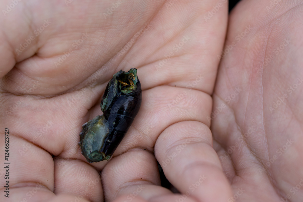 Obraz premium Close-up of hermit crab in hands.