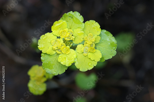 Chrysosplenium alternifolium, known as the alternate-leaved golden-saxifrage, an early spring flower from Finland photo